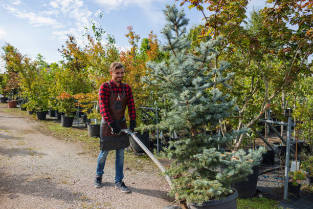 Best Leaf Removal  in Gridley, IL